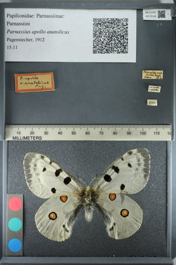Media type: image;   Entomology 175142